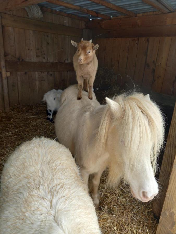 Maison Entouree D Animaux En Pleine Campagne Lasseube
