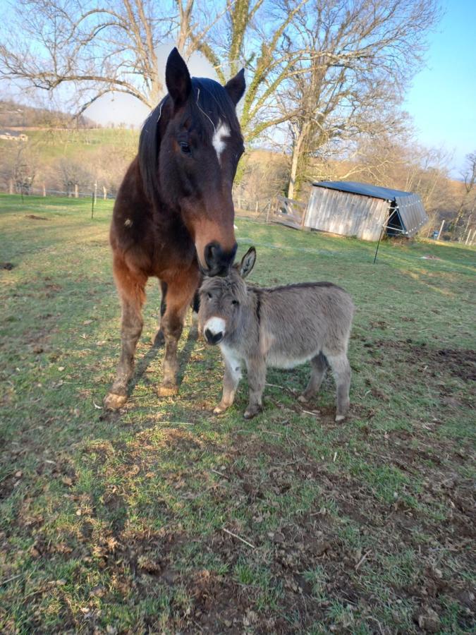 Maison Entouree D Animaux En Pleine Campagne *