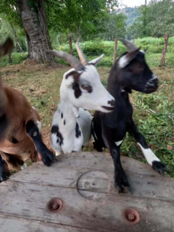 Maison Entouree D Animaux En Pleine Campagne Villa Lasseube