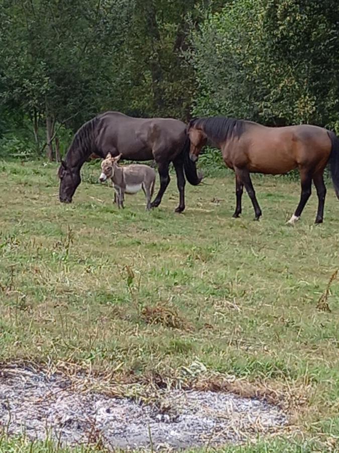 Maison Entouree D Animaux En Pleine Campagne Villa