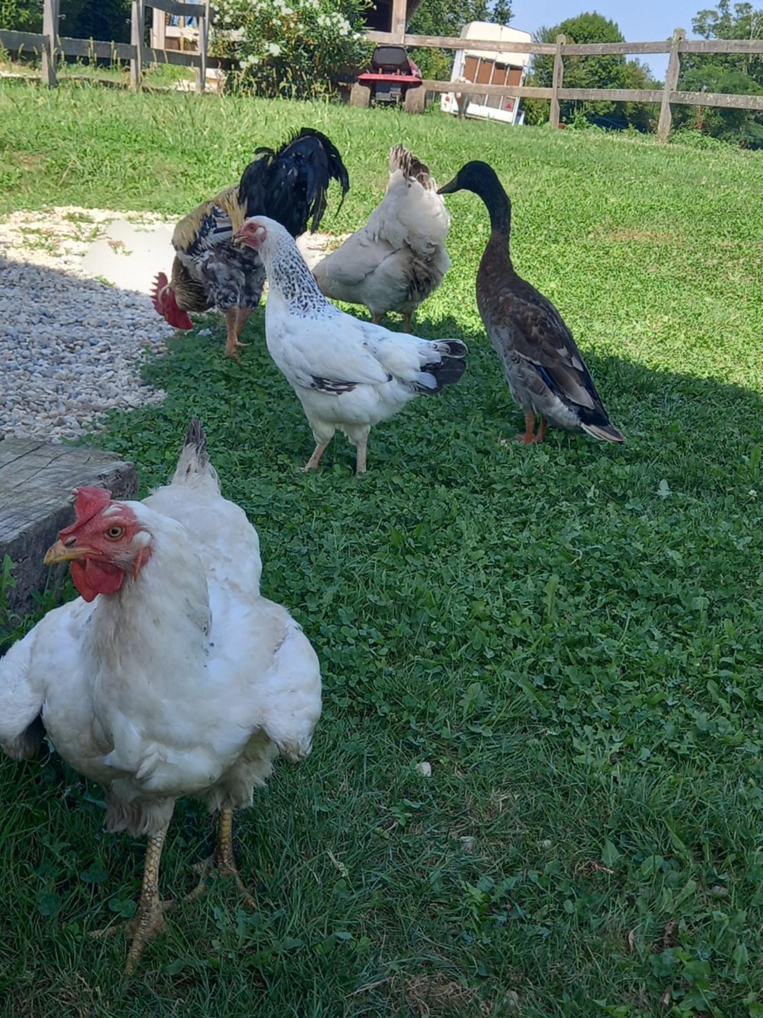 Maison Entouree D Animaux En Pleine Campagne *